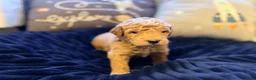 Goldendoodle dogs for sale: Goldendoodle Puppy 1 - Ad 2