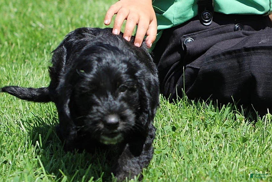Mixed Breed dogs Basil - Ad 2