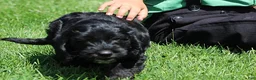 Mixed Breed dogs for sale: Basil - Ad 2