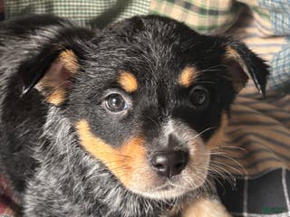 Australian Cattle Dog dogs Jigsaw - Ad 26