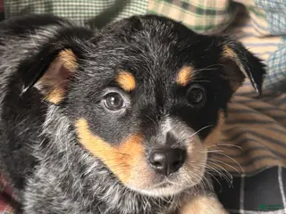 Australian Cattle Dog dogs Jigsaw - Ad 30