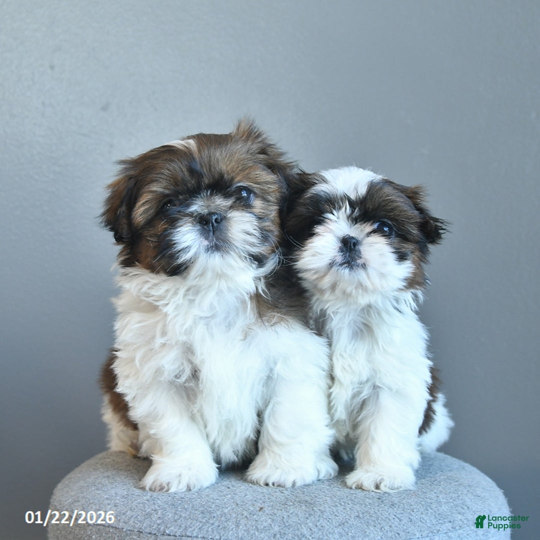 Shih Tzu dogs for sale: Sweet Pea  - Ad 5
