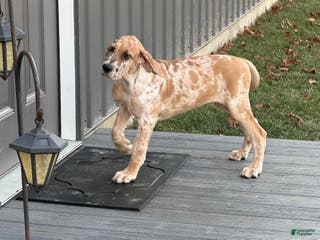 Great Dane dogs Steven - Ad 21