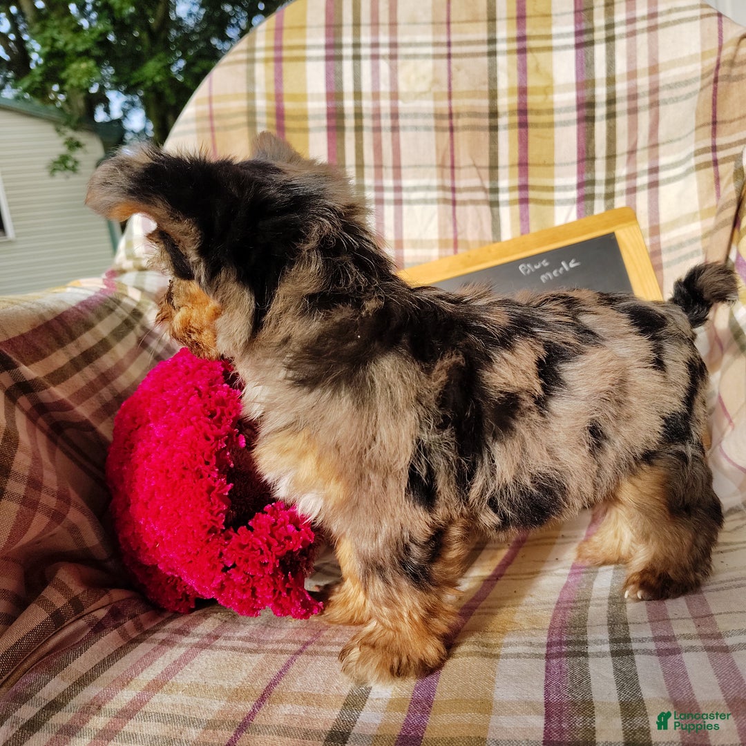 Pomchi dogs for sale: Monte - Ad 8