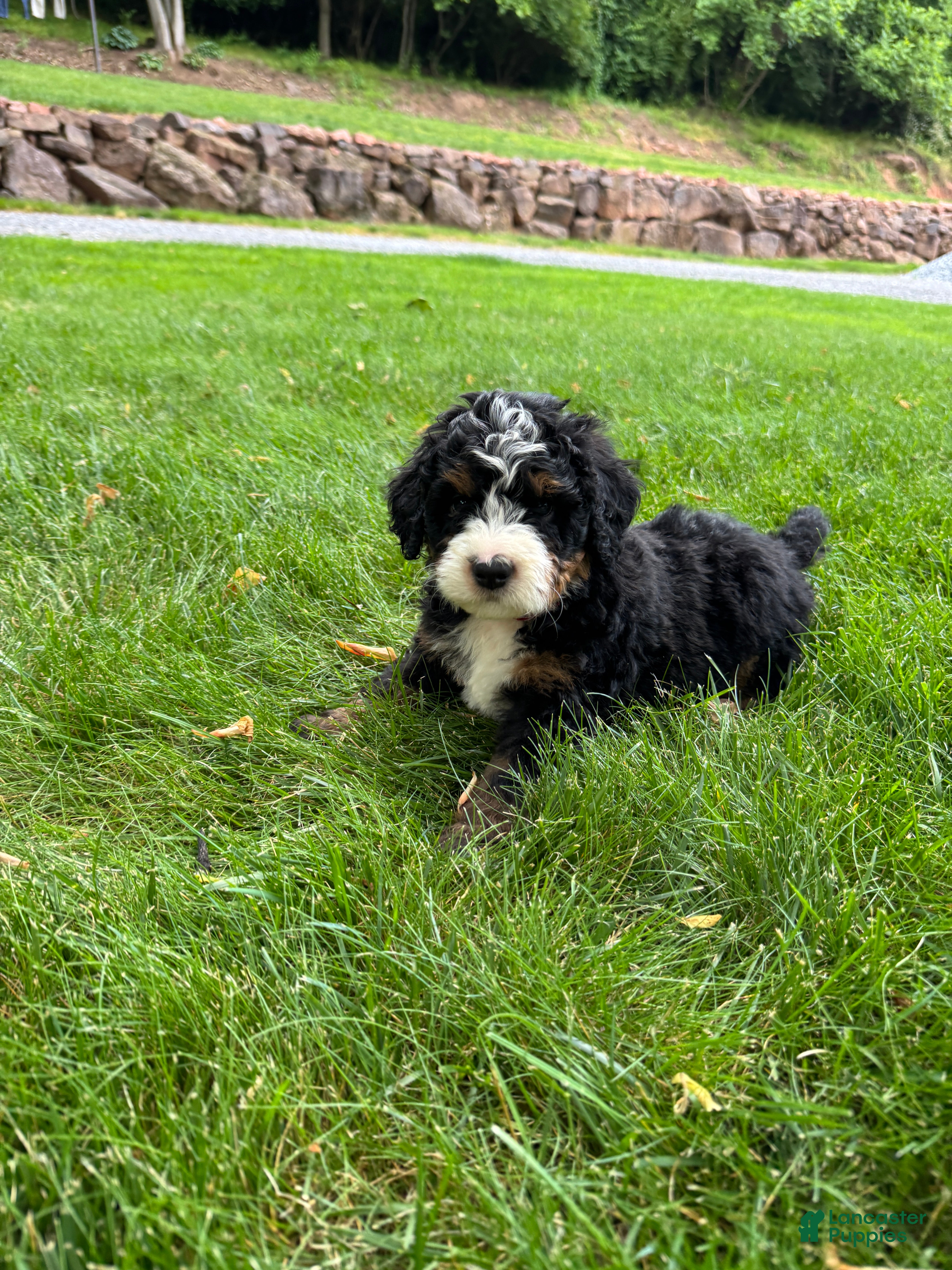 Mini Bernedoodle dogs for sale: Tucker - Ad 3