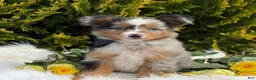 Toy Australian Shepherd dogs for sale: Tucker  - Ad 14