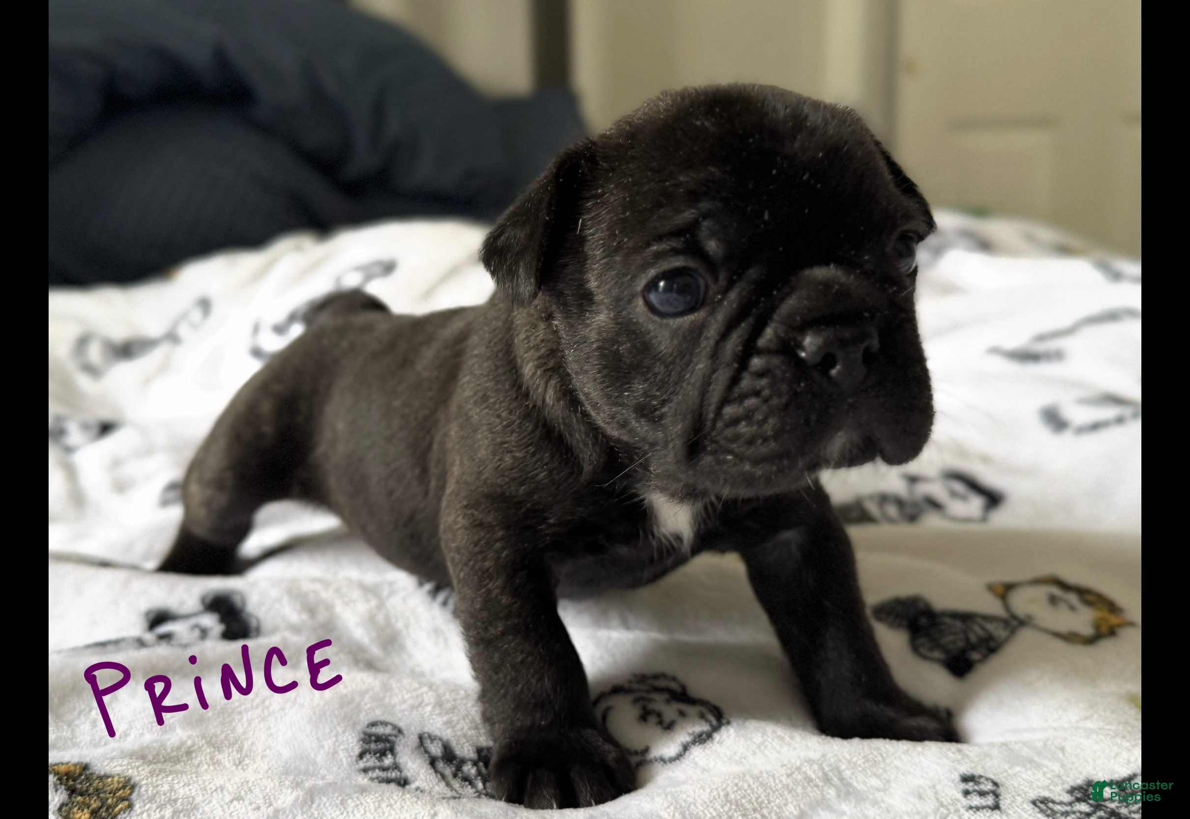 French Bulldog dogs for sale: Prince  - Ad 1