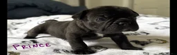 French Bulldog dogs for sale: Prince  - Ad 1