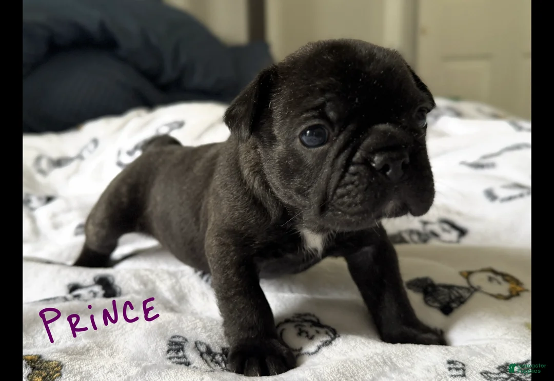 French Bulldog dogs for sale: Prince  - Ad 1