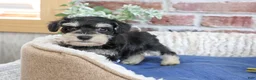 Miniature Schnauzer dogs for sale: Jeremy - Ad 8