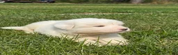 Great Pyrenees dogs for sale: Mr Blue - Ad 6