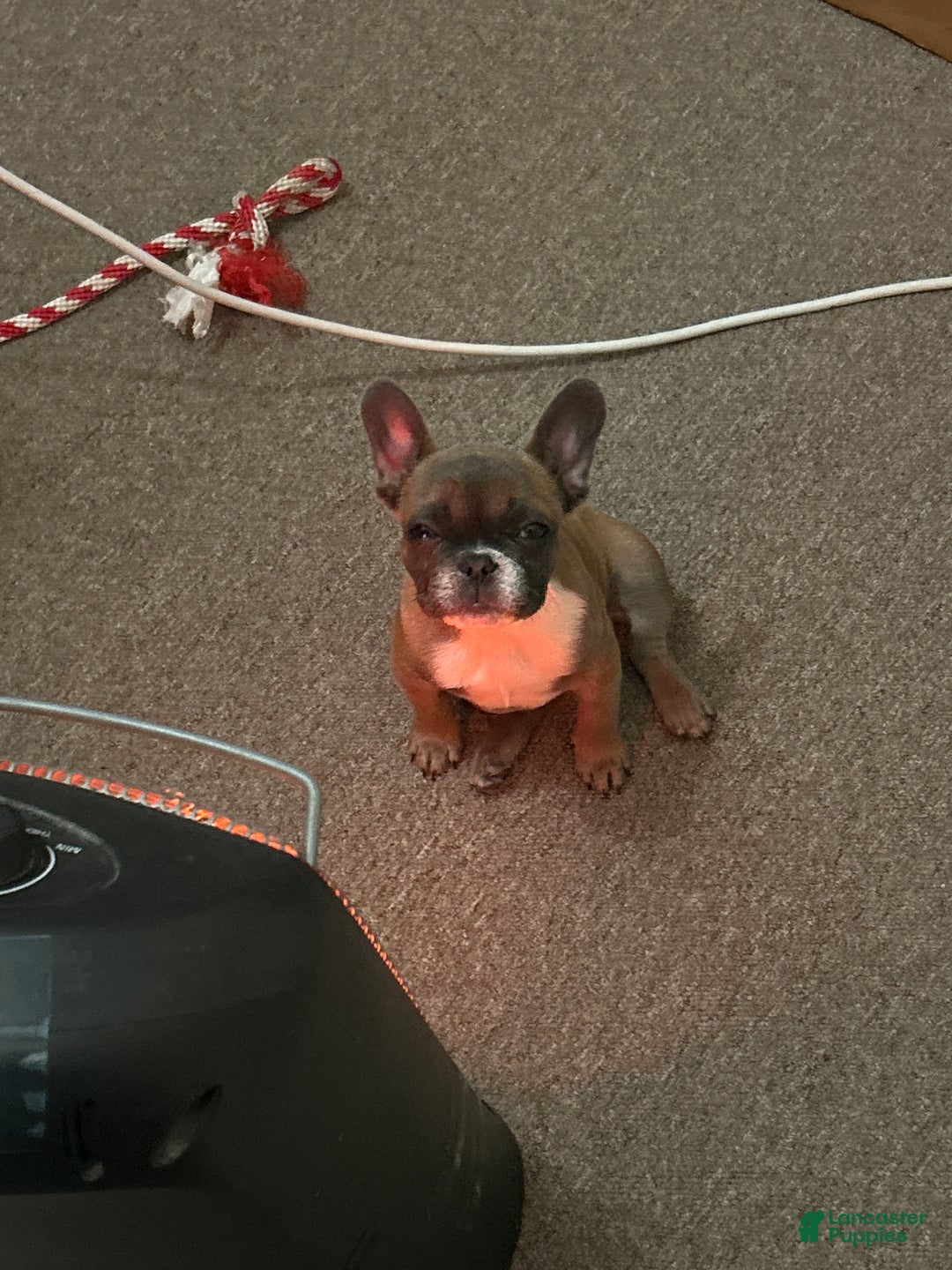 French Bulldog dogs for sale: French Bulldog Puppy 1 - Ad 7
