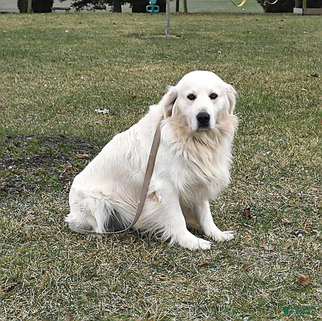 Golden Retriever dogs for sale: Tucker - Ad 5