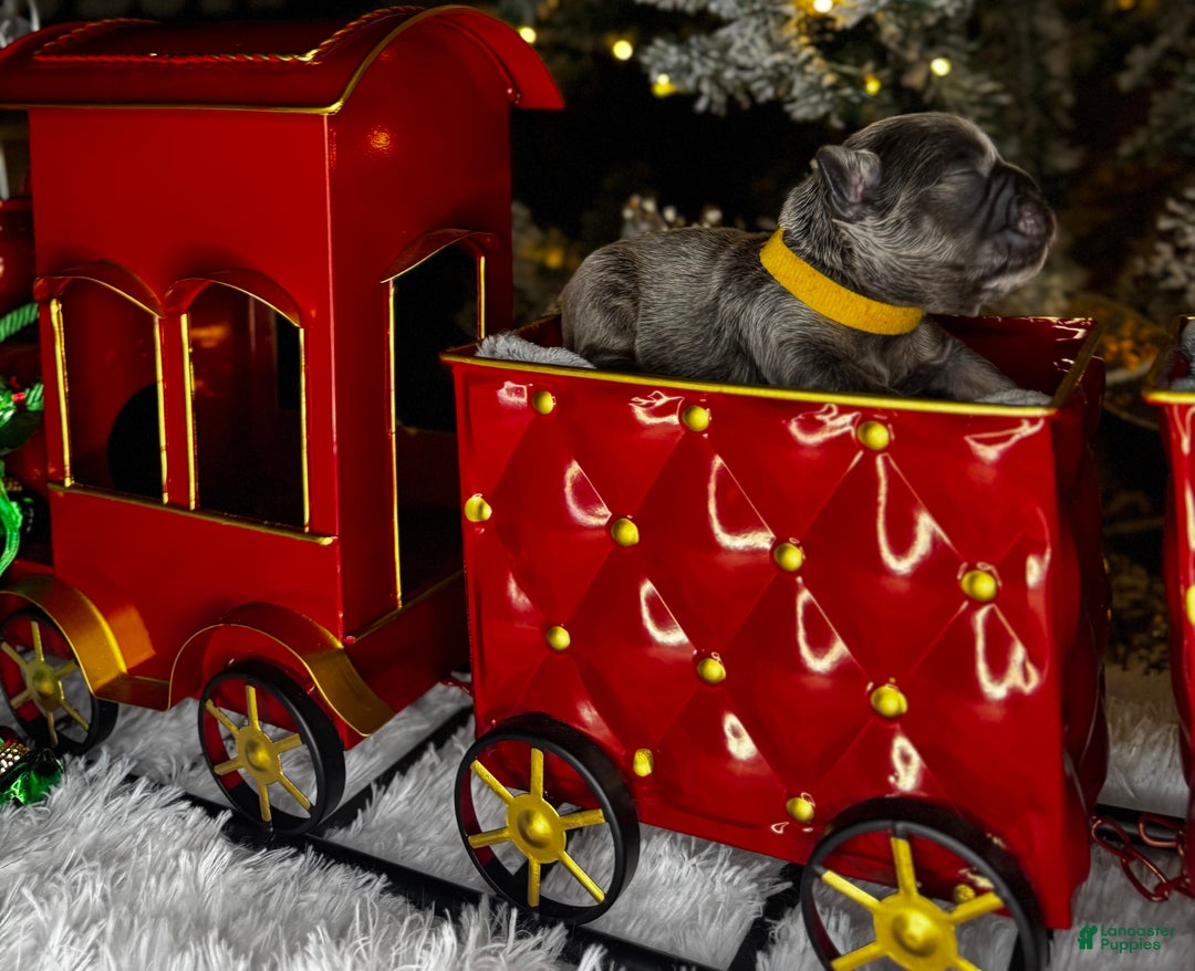 French Bulldog dogs for sale: ST VALENTINE  - Ad 2