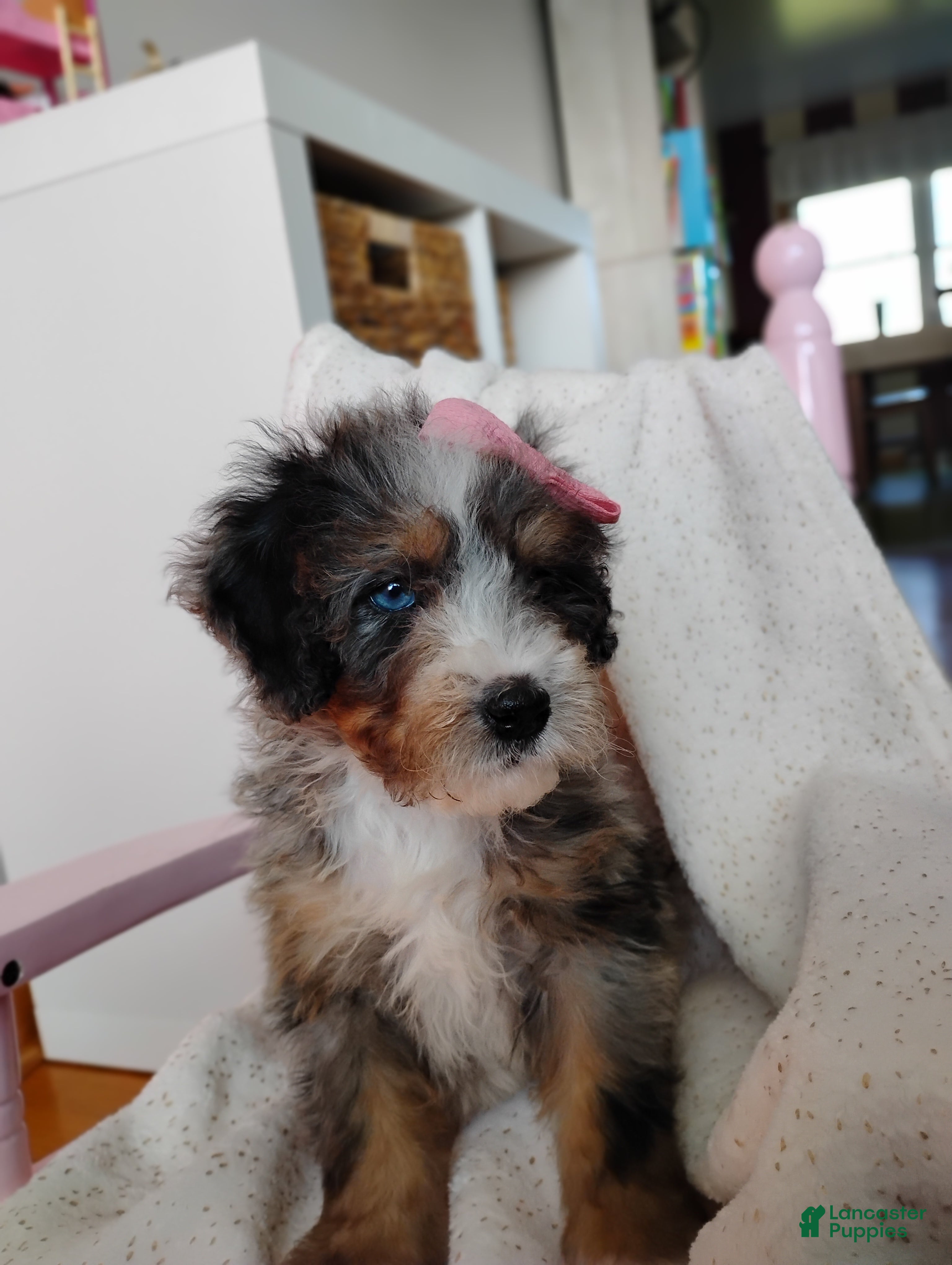 Mini Bernedoodle dogs Rosa - Ad 1