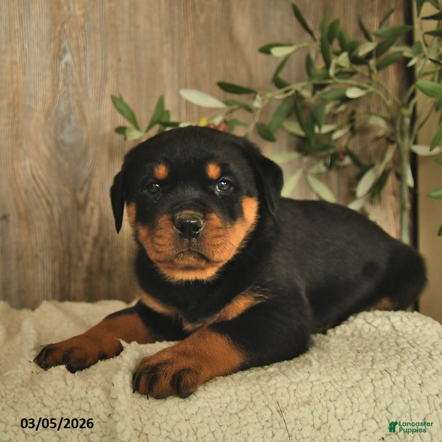 Rottweiler dogs Lucinda  - Ad 1