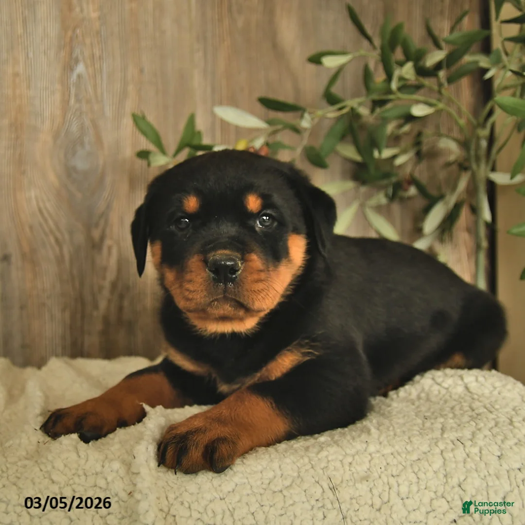 Rottweiler dogs for sale: Lucinda  - Ad 1