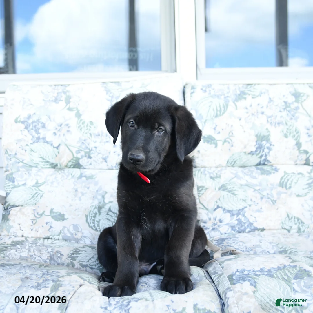 Mixed Breed dogs for sale: Luigi - Ad 2