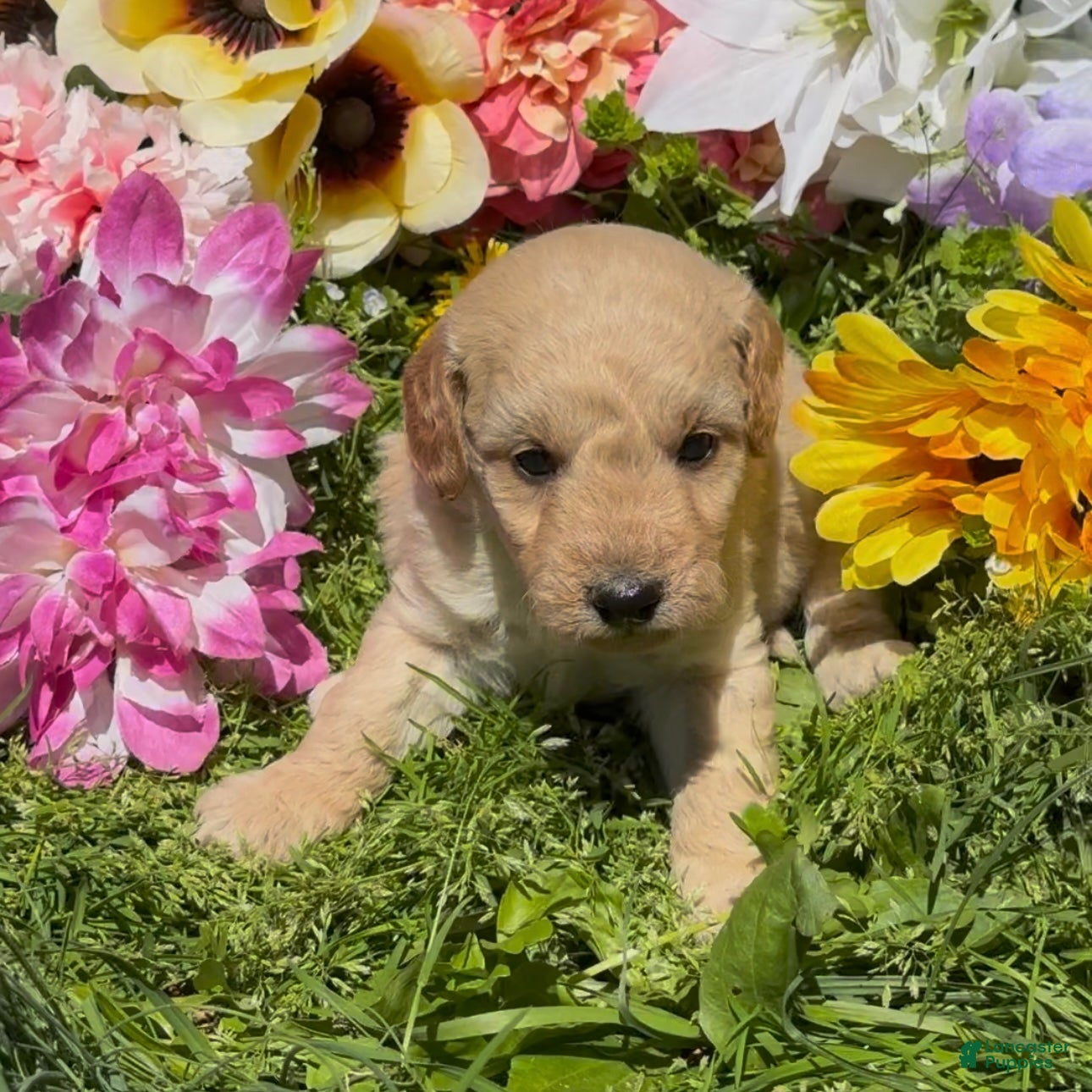 Mini Goldendoodle dogs Bud - Ad 1