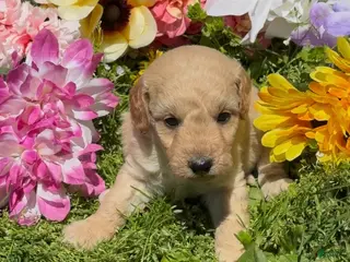 Mini Goldendoodle dogs for sale: Bud - Ad 2