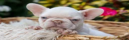 French Bulldog dogs for sale: Reba 💗 - Ad 5