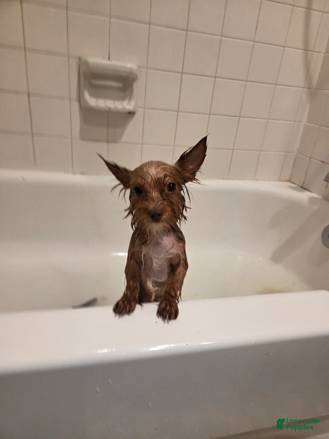 Yorkshire Terrier dogs for sale: Yorkshire Terrier Puppy 1 - Ad 4