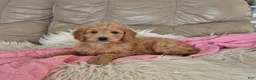 Goldendoodle dogs for sale: Ellie - Ad 1