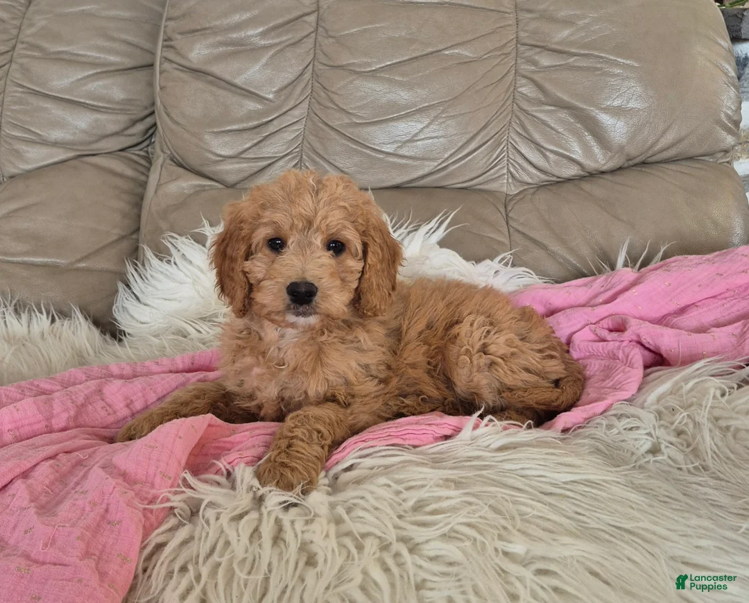 Goldendoodle dogs for sale: Ellie - Ad 1