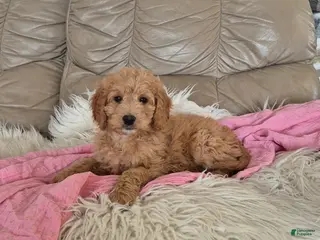 Goldendoodle dogs Ellie - Ad 22