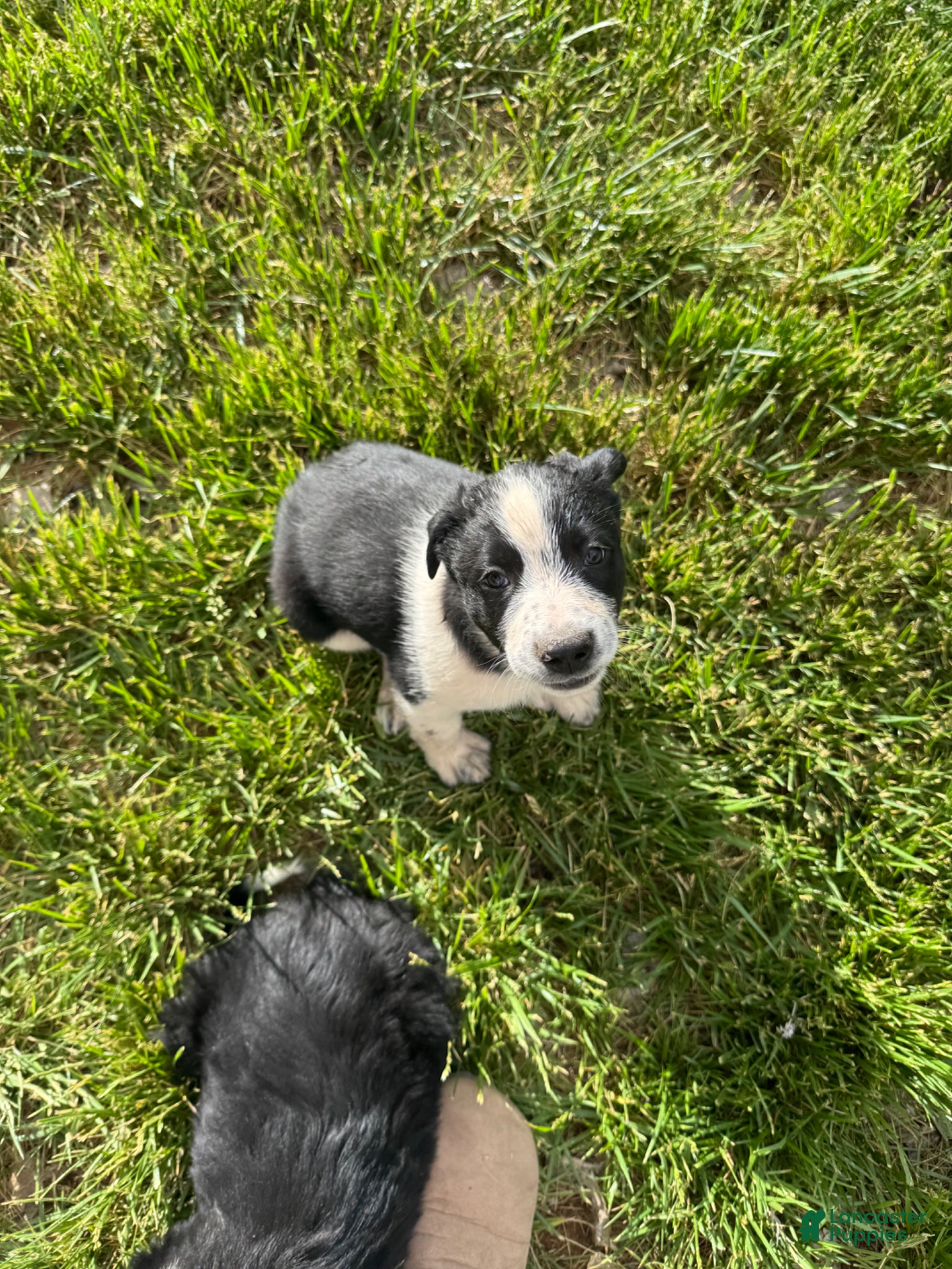 Mixed Breed dogs Mixed Breed Puppy 8 - Ad 12