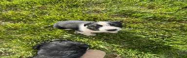 Mixed Breed Puppy 8