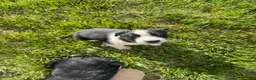 Mixed Breed dogs for sale: Mixed Breed Puppy 8 - Ad 1