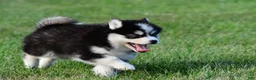 Pomsky dogs for sale: Polly - Ad 5