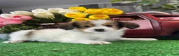 Papillon dogs for sale: Rocket 🚀  - Ad 3