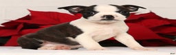 Boston Terrier dogs for sale: Susie - Ad 3