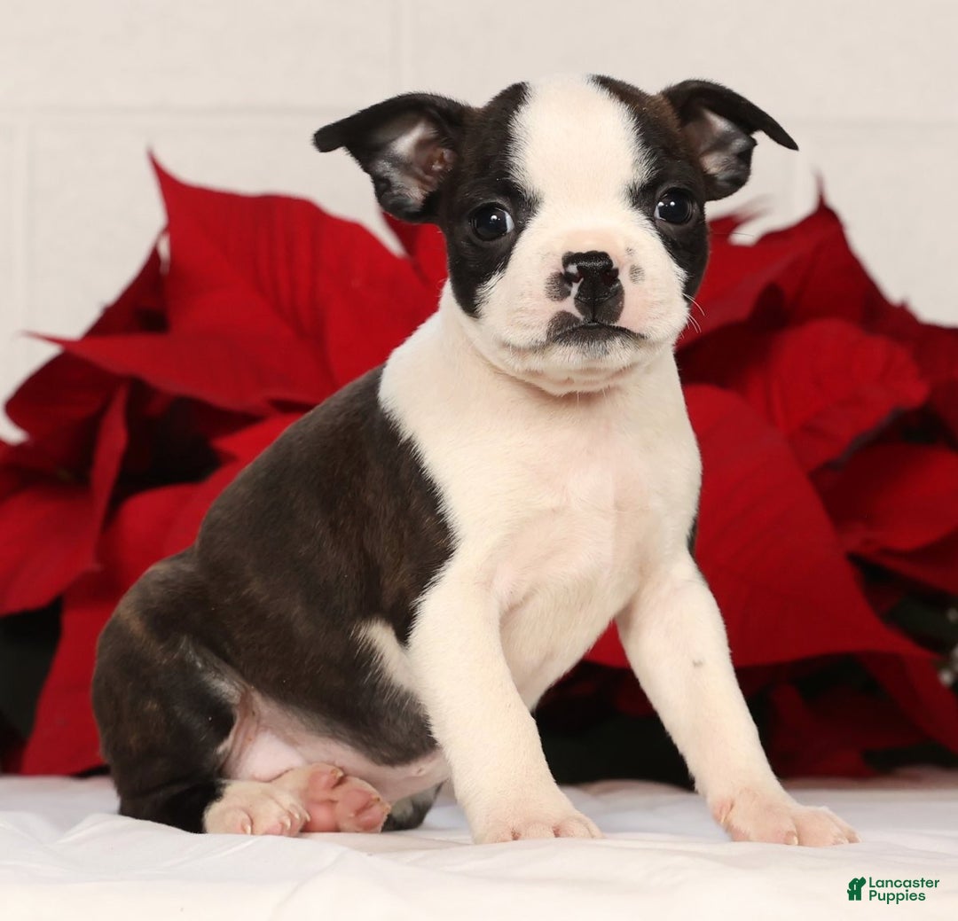 Boston Terrier dogs for sale: Susie - Ad 3