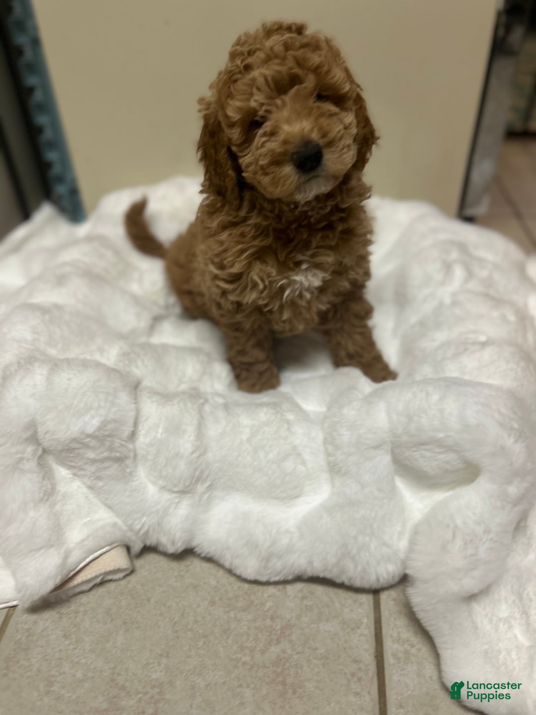 Mini Goldendoodle dogs for sale: Mini Goldendoodle Puppy Noelle - Ad 1