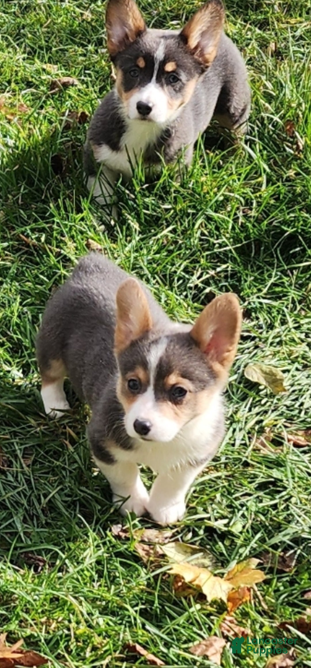 Welsh Corgi Pembroke dogs for sale: Annie Bluie  - Ad 15