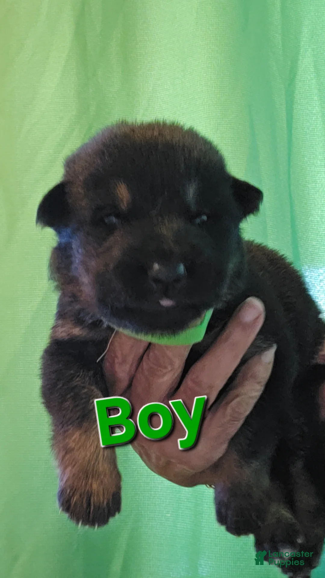 German Shepherd dogs for sale: German Shepherd 3 green 💚  - Ad 1