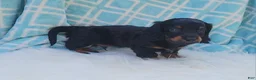 Miniature Dachshund dogs for sale: Vander - Ad 28