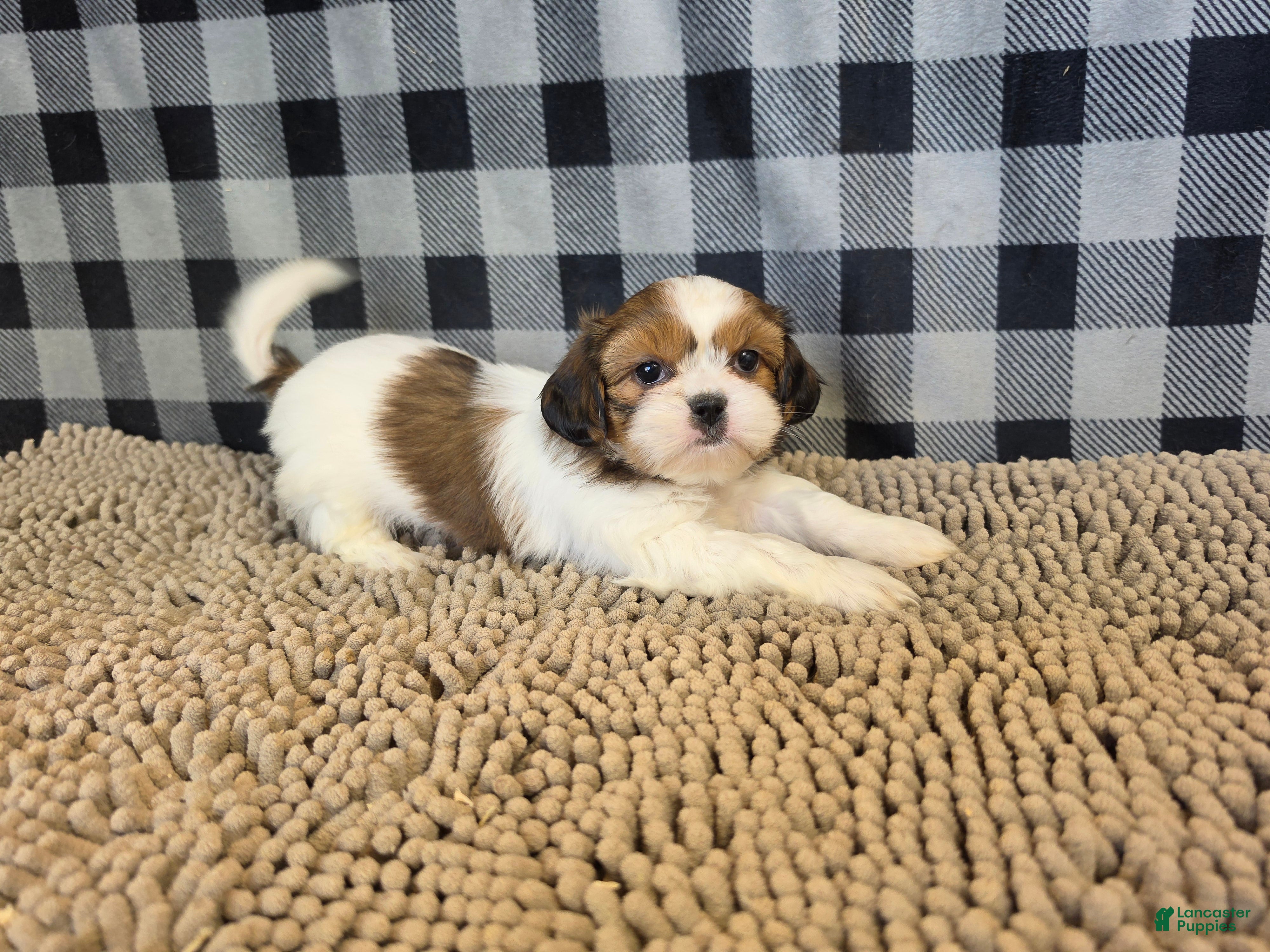 Shih Tzu dogs for sale: Abe - Ad 2