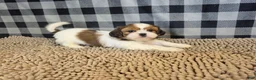 Shih Tzu dogs for sale: Abe - Ad 2