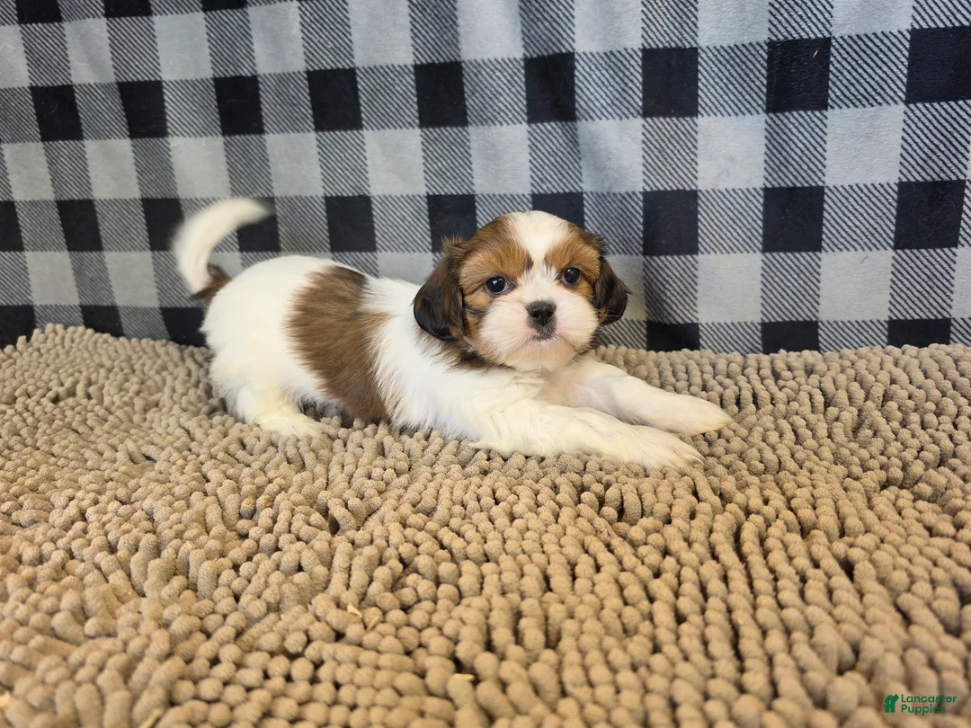 Shih Tzu dogs for sale: Abe - Ad 2