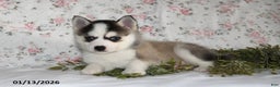 Pomsky dogs for sale: Kent - Ad 4