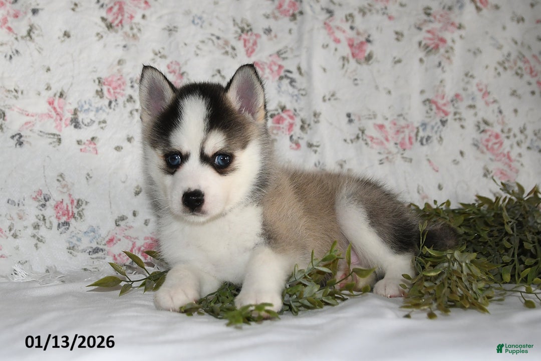 Pomsky dogs for sale: Kent - Ad 4