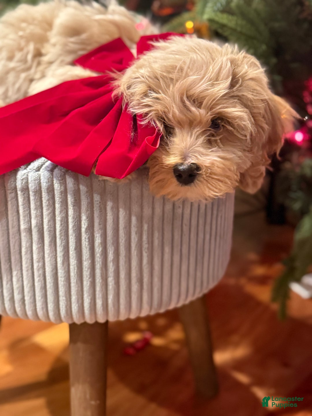 Mixed Breed dogs for sale: Mixed Breed Puppy 4 - Ad 2