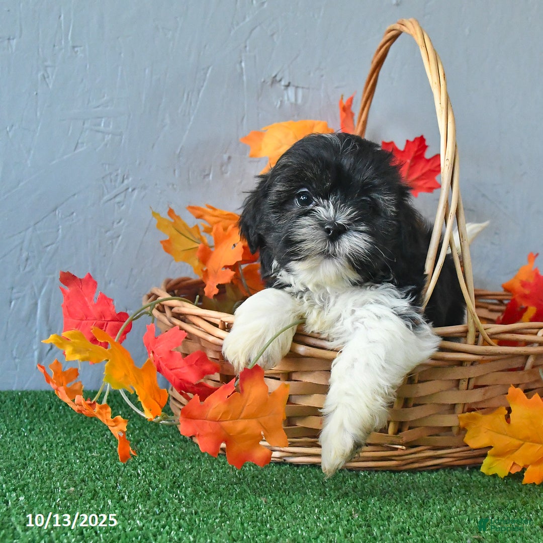 Teddy Bear dogs for sale: Tresa - Ad 2