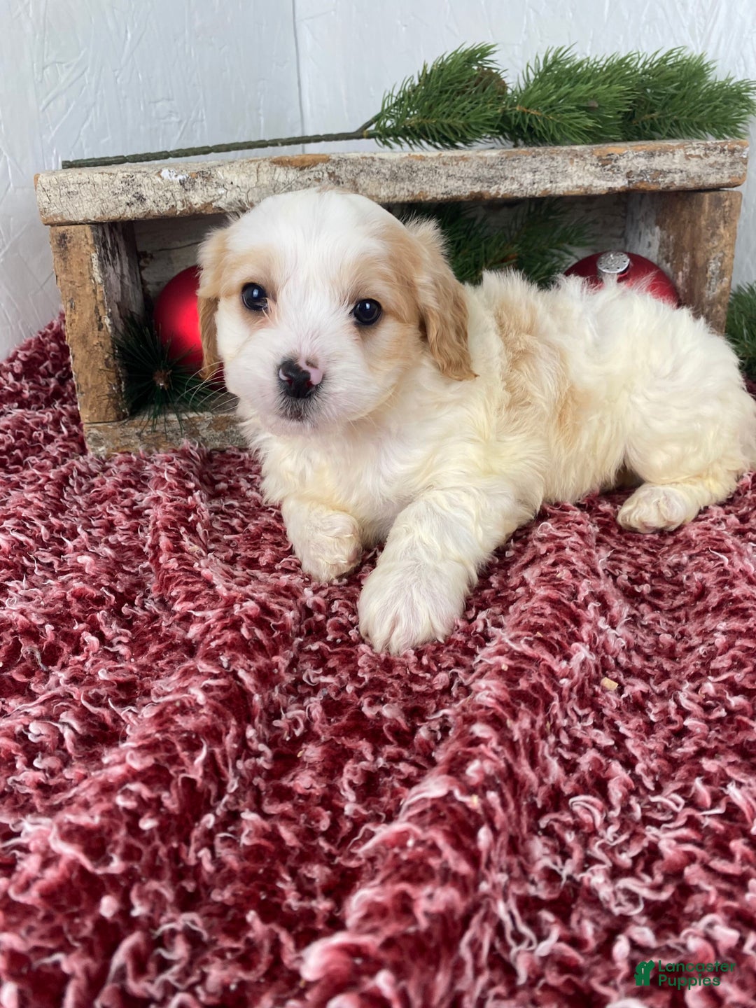 Cockapoo dogs for sale: Ace - Ad 11