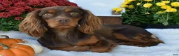 Cavapoo dogs for sale: Cody  - Ad 4