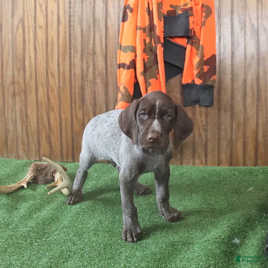 German Shorthaired Pointer dogs Tucker - Ad 2